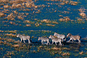 Luftaufnahme von Steppenzebras (Equus quagga), die in einer Überschwemmungsebene spazieren gehen. Okavango-Delta, Botsuana.