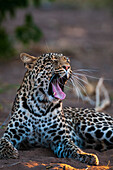 Porträt eines Leoparden, Panthera pardus, gähnend. Mashatu-Wildreservat, Botsuana.