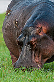 Close-up of a hippopotamus, Hippopotamus amphibius, grazing on a grass island. Chobe River, Chobe National Park, Botswana.