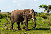 An African elephant, Loxodonta Africana, glancing at the photographer as it walks by. Chobe National Park, Botswana.