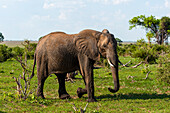 Ein afrikanischer Elefant, Loxodonta Africana, blickt den Fotografen an, während er vorbeiläuft. Chobe-Nationalpark, Botsuana.