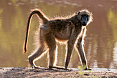 Gegenlicht-Porträt eines Chacma-Pavians, Papio ursinus, der in die Kamera schaut, während er vorbeiläuft. Chobe-Nationalpark, Botsuana.