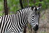 Nahaufnahme eines Steppenzebras oder Burchell's Zebra, Equus burchellii. Khwai-Konzessionsgebiet, Okavango, Botsuana.