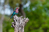 Eine Lilienbrustwalze, Coracias caudata, hockt auf einem Ast. Khwai-Konzession, Okavango-Delta, Botsuana.