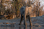 An African elephant, Loxodonta Africana, drinking at a waterhole. Okavango Delta, Botswana.