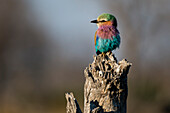 Porträt einer Lilienbrustwalze, Coracias caudatus, die auf einem toten Baumstumpf hockt. Okavango-Delta, Botsuana.