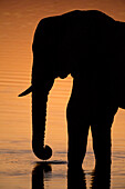 Ein afrikanischer Elefant, Loxodonta Africana, trinkt bei Sonnenuntergang im Khwai-Fluss, Okavango-Delta, Botsuana.