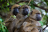Drei Chacma-Paviane, Papio ursinus, sitzen in einem Baum im Chobe-Nationalpark. Botsuana.