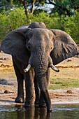 Afrikanischer Elefant, Loxodonta Africana, beim Trinken in der Khwai-Konzession im Okavango-Delta. Botsuana.