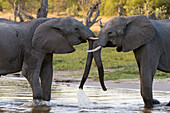 Zwei Afrikanische Elefanten, Loxodonta Africana, beim Sparring in der Khwai-Konzession im Okavango-Delta. Botsuana.