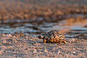 Eine Leopardenschildkröte, Stigmochelys pardalis, am Wasserloch. Kalahari, Botsuana