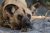 Porträt eines vom Aussterben bedrohten Afrikanischen Wildhundes, Lycaon pictus. Khwai-Konzession, Okavango-Delta, Botsuana