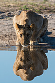 A sub-adult lion, Panthera leo, drinks at waterhole. Savuti, Chobe National Park, Botswana