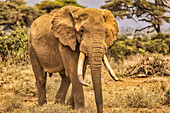 Amboseli-Elefant, Amboseli-Nationalpark, Afrika