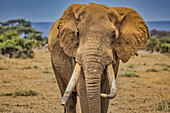Amboseli elephant, Amboseli Nation Park, Africa