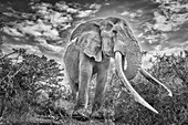 Craig the Elephant, largest Amboseli elephant, Amboseli National Park, Africa