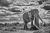 Craig der Elefant, größter Amboseli-Elefant, Amboseli-Nationalpark, Afrika