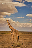 Giraffe, Amboseli-Nationalpark, Amboseli-Nationalpark, Afrika