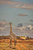Giraffe, Tsavo-West-Nationalpark, Afrika