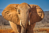 Roter Elefant, Tsavo-West-Nationalpark, Afrika