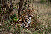 Porträt eines Leoparden, Panthera pardus, der zwischen Sträuchern ruht. Masai Mara Nationalreservat, Kenia.
