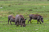 Eine Gruppe von Warzenschweinen, Phacochoerus aethiopicus, bei der Futtersuche. Masai Mara Nationalreservat, Kenia.