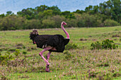 Portrait of a male ostrich, Struthio camelus, walking. Masai Mara National Reserve, Kenya.