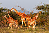 Eine Herde Masai-Giraffen, Giraffa camelopardalis, beim Fressen. Samburu-Wildreservat, Kenia.