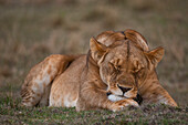 Close-up portrait of a lioness, Panthera leo, sleeping. Masai Mara National Reserve, Kenya.