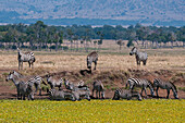 Eine Herde Steppenzebras, Equus quagga, trinkt an einem Wasserloch. Masai Mara Nationalreservat, Kenia.