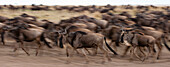 A herd of migrating wildebeests, Connochaetes taurinus, running. Masai Mara National Reserve, Kenya.
