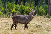 Porträt eines Wasserbocks, Kobus ellipsiprymnus. Masai Mara Nationalreservat, Kenia.