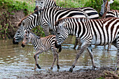 Steppenzebras, Equus quagga, und ein Jungtier am Wasserloch. Masai Mara Nationalreservat, Kenia.