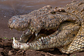Porträt eines Nilkrokodils, Crocodylus niloticus, mit geöffnetem Maul, damit es sich abkühlen kann. Masai Mara Nationalreservat, Kenia.