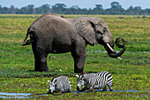 Ein afrikanischer Elefant, Loxodonta Africana, und Zebras, Equus quagga, trinken an einem Wasserloch. Amboseli-Nationalpark, Kenia, Afrika.