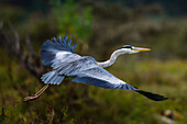 Ein Graureiher, Ardea cinerea, im Flug. Kenia, Afrika.