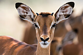Portrait of a young male Impala, Aepyceros melampus. Lake Nakuru National Park, Kenya, Africa.