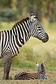 A Plains zebra, Equus quagga, and its foal at Lake Nakuru National Park, Kenya, Africa.