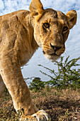 Das Porträt einer Löwin, Panthera leo, im Masai Mara National Reserve, Kenia, Afrika.
