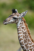 A newborn Masai giraffe, Giraffa camelopardalis Tippelskirchi,