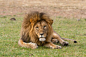 A male lion, Panthera leo, resting on grass. Masai Mara National Reserve, Kenya, Africa.