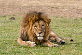 Ein männlicher Löwe, Panthera leo, ruht sich im Gras aus. Masai Mara Nationalreservat, Kenia, Afrika.