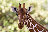 Porträt einer Netzgiraffe, Giraffa camelopardalis reticulata, die in die Kamera schaut, Kalama Conservancy, Samburu, Kenia. Kenia.