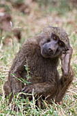 Portrait of an olive baboon, Papio Anubis, Kalama Conservancy, Samburu, Kenya. Kenya.