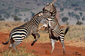 Zwei gewöhnliche Zebras, Equus quagga, im Kampf. Voi, Tsavo-Schutzgebiet, Kenia.