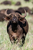 Ein afrikanischer Büffel, Syncerus caffer, schaut in die Kamera. Voi, Tsavo-Nationalpark, Kenia.