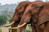 Seitenansicht von zwei Afrikanischen Elefanten, Loxodonta Africana. Voi, Tsavo, Kenia