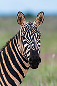 Porträt eines Steppenzebras (Equus quagga), das in die Kamera schaut. Voi, Tsavo, Kenia