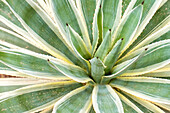 Marrakech, Morocco. Desert agave plant.