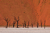 Kameldornbäume vor roten Sanddünen im Sossusvlei. Namib Naukluft Park, Namib-Wüste, Namibia.